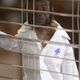 Image for article titled Animal Practice: “Who’s Afraid of Virginia Coleman?”